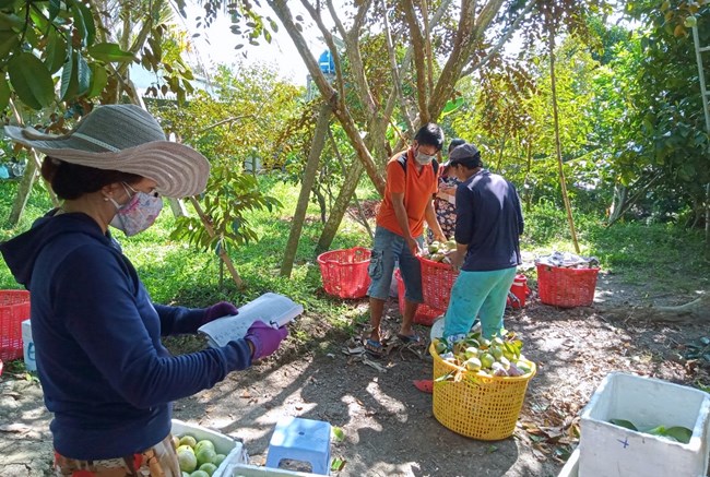 Phát triển kinh tế xanh và nông nghiệp tuần hoàn trong các hợp tác xã nông nghiệp (17/11/2022)